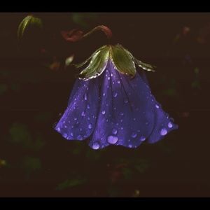 Meet your Posher, Maude